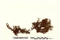 藏品(黃砂苔)的圖片